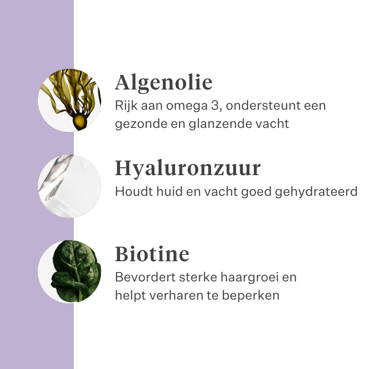 Imby Skin Health supplement voor honden, ondersteunt de algemene gezondheid en dagelijkse vitaliteit, helpt het immuunsysteem en een gezonde huid en vacht te behouden, vult voedingshiaten in de dagelijkse voeding aan, uitgebalanceerde formule ontwikkeld door dierenartsen geschikt voor dagelijks gebruik. | localization: NL
