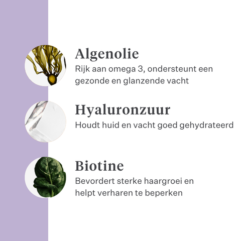 Imby Skin Health supplement voor honden, ondersteunt de algemene gezondheid en dagelijkse vitaliteit, helpt het immuunsysteem en een gezonde huid en vacht te behouden, vult voedingshiaten in de dagelijkse voeding aan, uitgebalanceerde formule ontwikkeld door dierenartsen geschikt voor dagelijks gebruik. | localization: NL