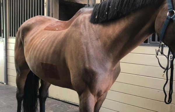 horses struggling to build topline