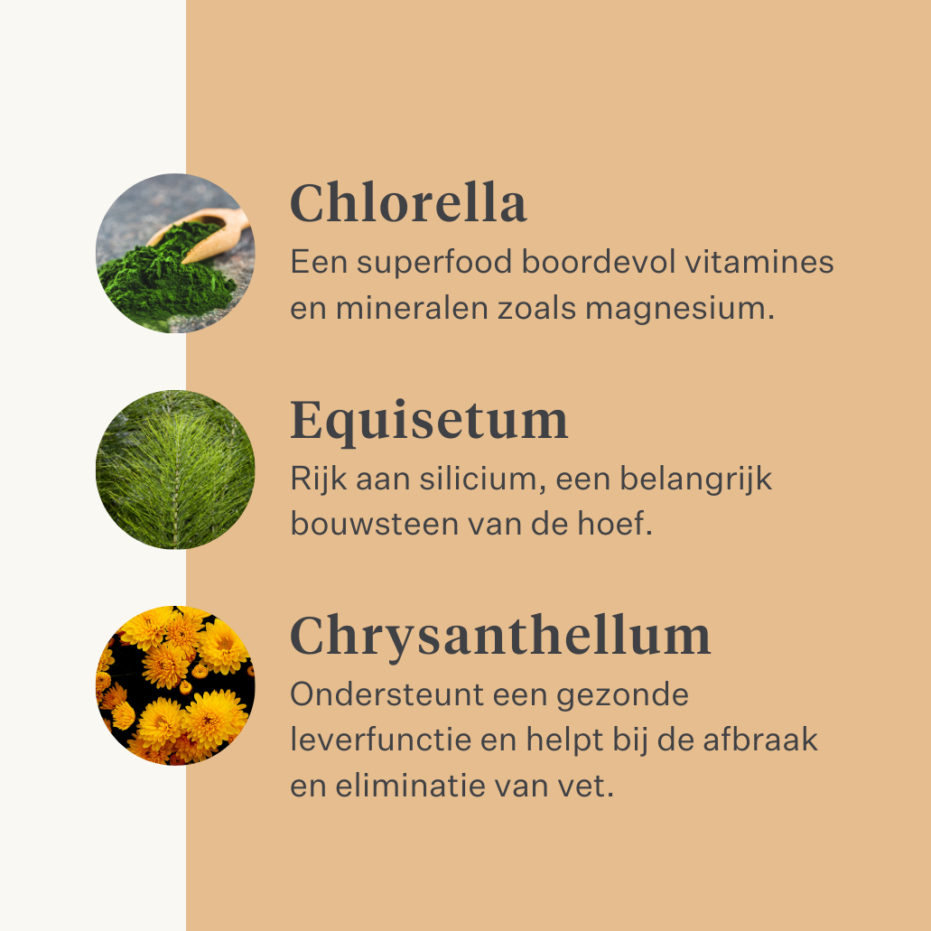 Steady&Stable Curafyt supplement paard pony laminitis hoefbevangenheid hoeven hoef gevoelig insuline glucose ppid cushing | localization: NL