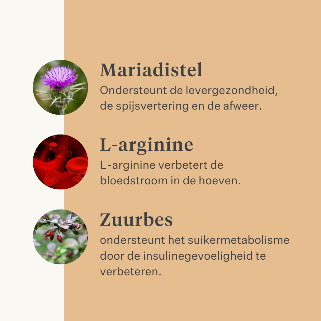 Steady&Stable Curafyt supplement paard pony laminitis hoefbevangenheid hoeven hoef gevoelig insuline glucose ppid cushing | localization: NL