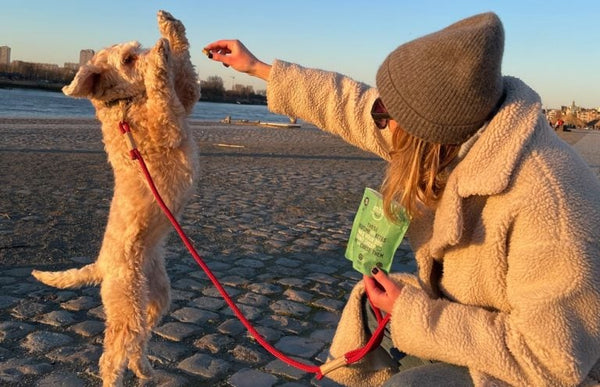 Urolige hunde om natten