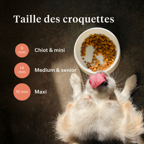Imby Vitality nourriture pour chiens, aliment sec complet quotidien pour chiens de toutes races et à tous les stades de vie, à base de protéines d’insectes hypoallergéniques, soutient la digestion et le bien-être général, nutrition hautement digestible et écoresponsable, formule équilibrée développée par des vétérinaires, croquettes très appétentes. | localization: FR
