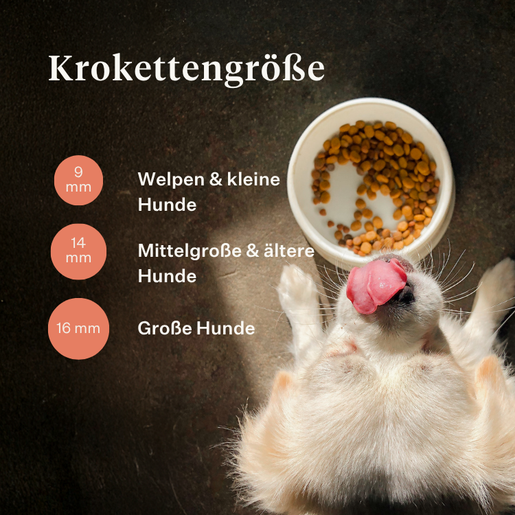 Imby Vitality Hundefutter, vollständiges tägliches Trockenfutter für Hunde aller Rassen und Lebensphasen, auf Basis hypoallergener Insektenproteine, unterstützt die Verdauung und das allgemeine Wohlbefinden, hochverdauliche und umweltbewusste Ernährung, ausgewogene von Tierärzten entwickelte Formel, sehr schmackhafte Kroketten. | localization: DE