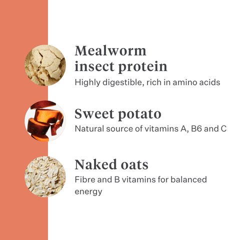 Imby Vitality dog food, complete everyday dry food for dogs of all breeds and life stages, based on hypoallergenic insect protein, supports digestion and overall wellbeing, highly digestible and eco-conscious nutrition, balanced formula developed by vets, highly palatable kibble. | localization: EN