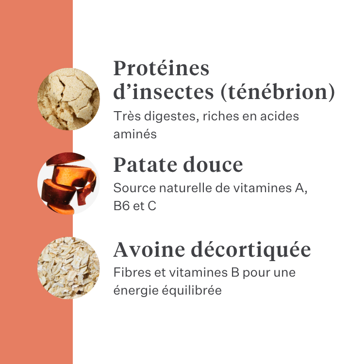 Imby Vitality nourriture pour chiens, aliment sec complet quotidien pour chiens de toutes races et à tous les stades de vie, à base de protéines d’insectes hypoallergéniques, soutient la digestion et le bien-être général, nutrition hautement digestible et écoresponsable, formule équilibrée développée par des vétérinaires, croquettes très appétentes. | localization: FR