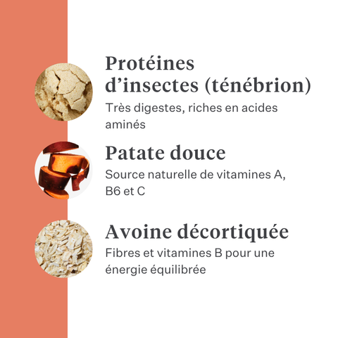 Imby Vitality nourriture pour chiens, aliment sec complet quotidien pour chiens de toutes races et à tous les stades de vie, à base de protéines d’insectes hypoallergéniques, soutient la digestion et le bien-être général, nutrition hautement digestible et écoresponsable, formule équilibrée développée par des vétérinaires, croquettes très appétentes. | localization: FR