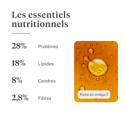 Imby Vitality nourriture pour chiens, aliment sec complet quotidien pour chiens de toutes races et à tous les stades de vie, à base de protéines d’insectes hypoallergéniques, soutient la digestion et le bien-être général, nutrition hautement digestible et écoresponsable, formule équilibrée développée par des vétérinaires, croquettes très appétentes. | localization: FR