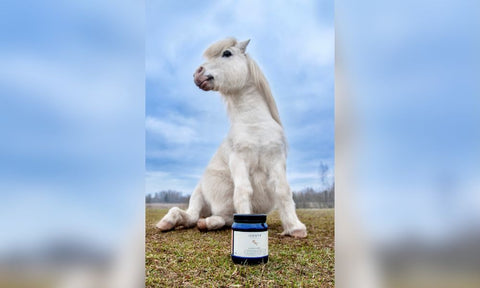 White horse sitting in a field