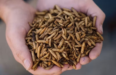 🐛 Les insectes sont des concentrés de protéines