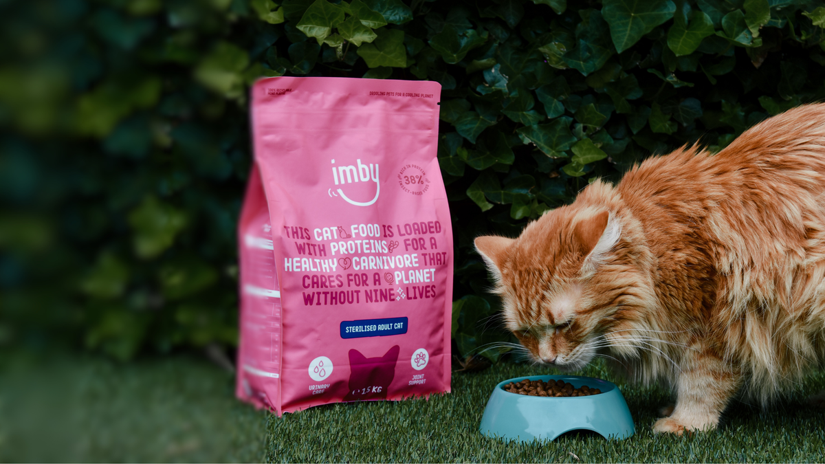 Ginger long-haired cat eating from a bowl next to a pink bag of Imby insect-based cat food