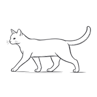Kot