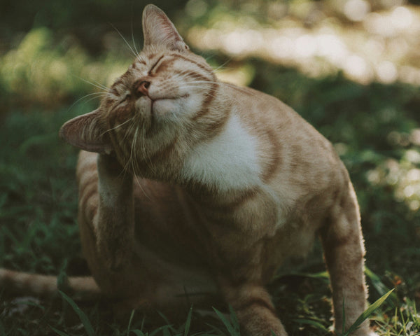 Gatos con piel y digestión sensibles