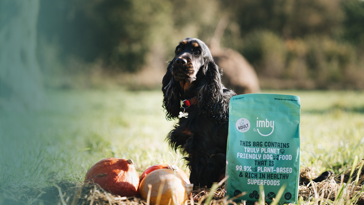 Black spaniel sitting in a field beside a bag of Imby dog food and two pumpkins
