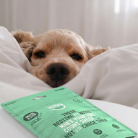 dog sleeping