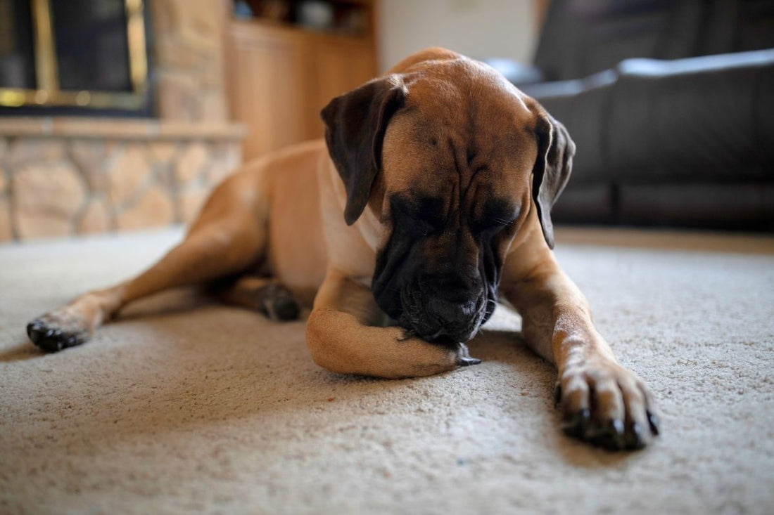 Dog chewing at an itchy paw on the carpet