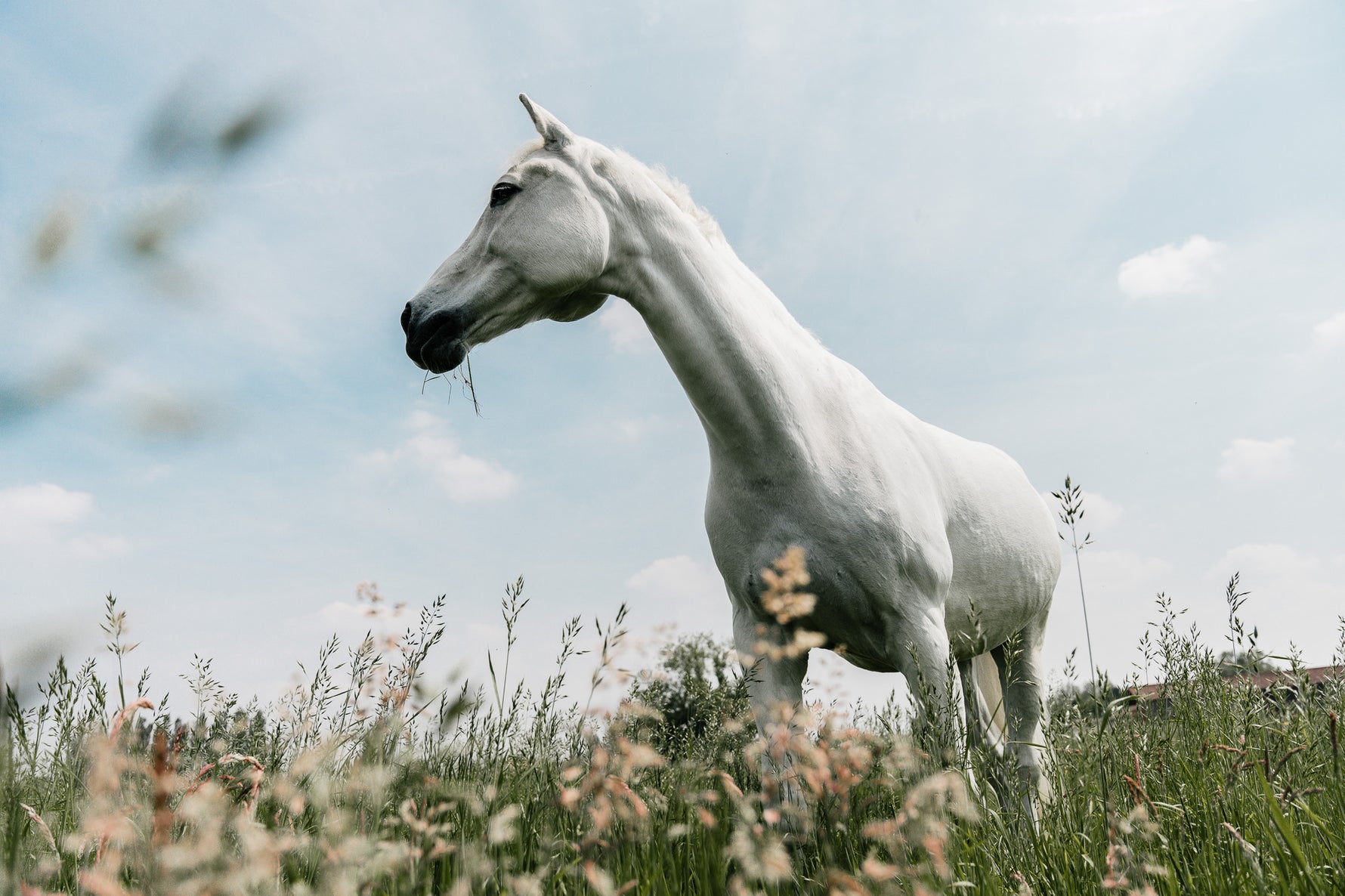 horse in field