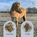 horse pony gut colic gas stomach ulcers probiotics prebiotics flaxseed diarrhea watery feces soft feces | localization: EN