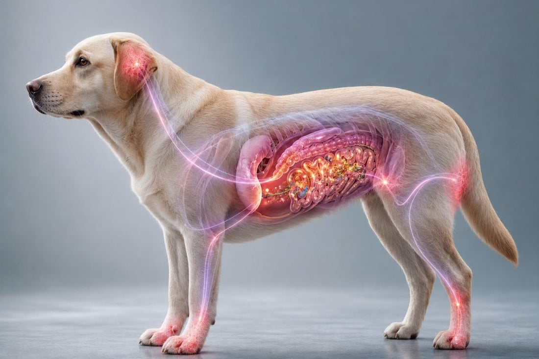 Illustration of a dog showing gut and skin inflammation pathways