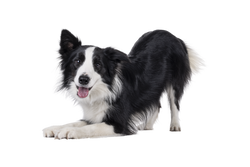 Black and white dog lying on a white background