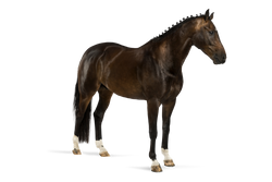 Brown horse with a white mane on a white background