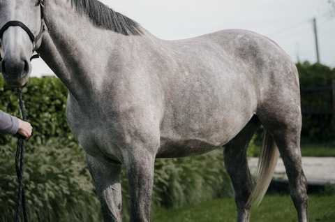 How to recognise weak core muscles in horses and how to train it.
