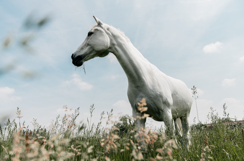 Forage-Based & Restricted Diet Horses