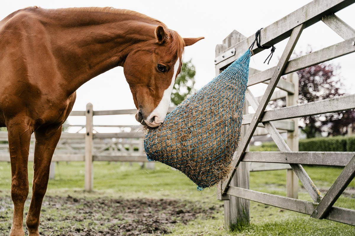 Pferd frisst Heu aus einem Heunetz