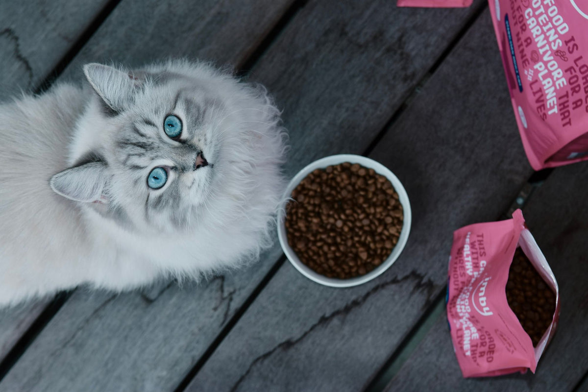 Fluffy grey cat with blue eyes looking up next to a bowl of Imby insect-based cat food