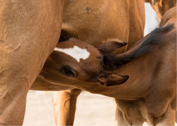 lactating mares & breedings stallions
