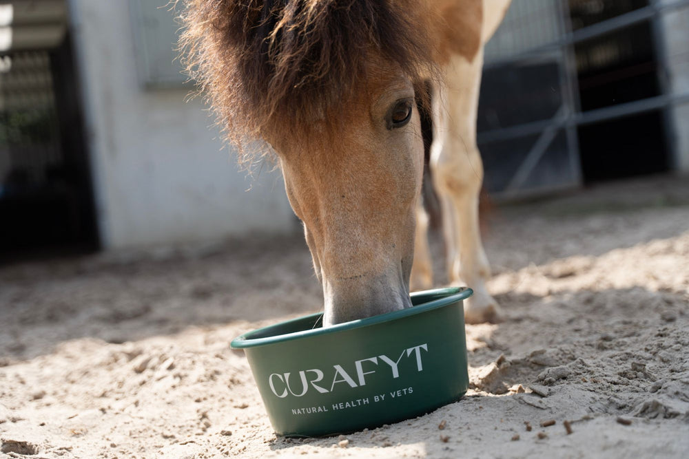 Pony eating from a green Curafyt feed bowl