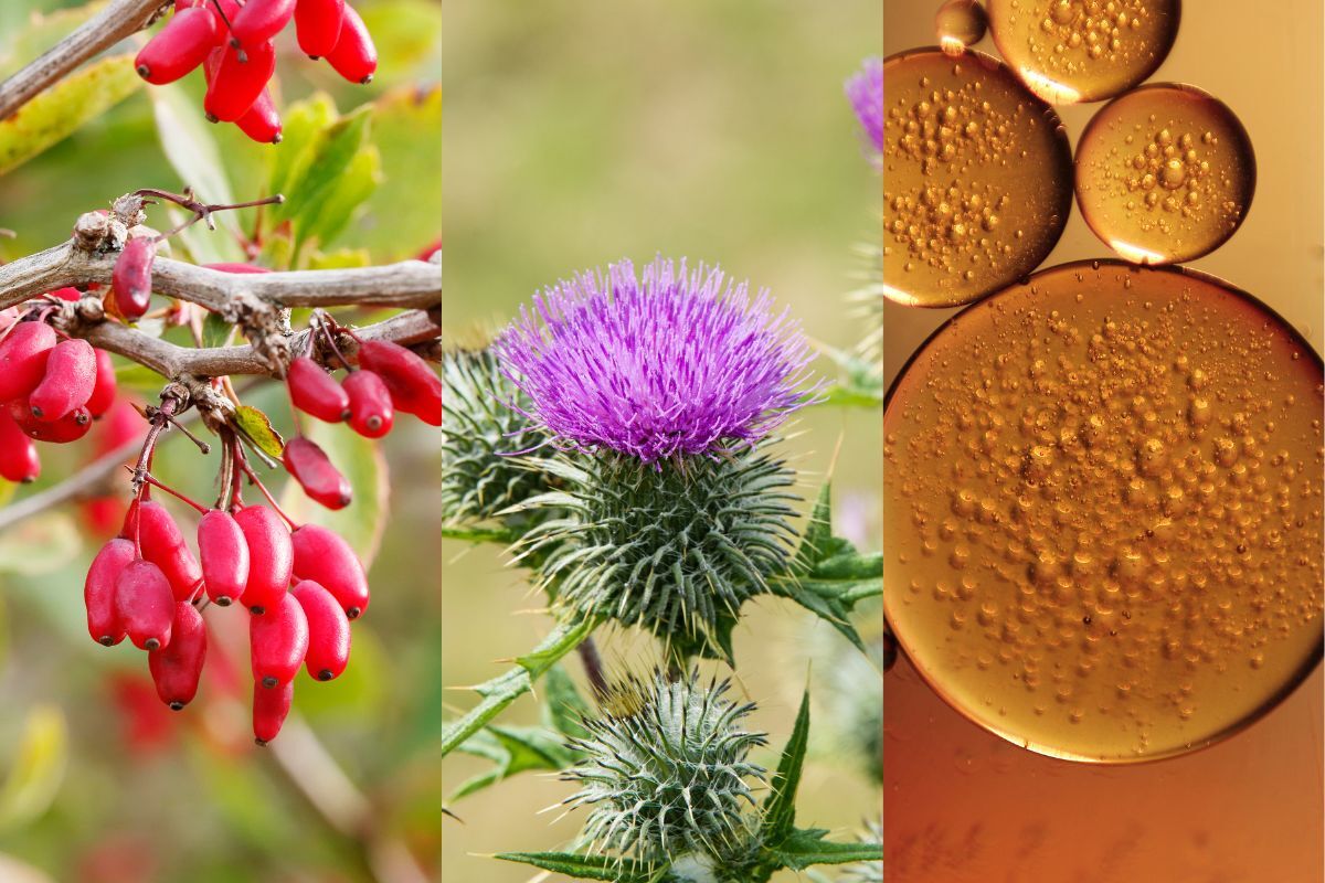 Natural ingredients used in Curafyt supplements