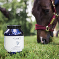 horse pony stomach ulcers probiotic yeast Yea Sacc