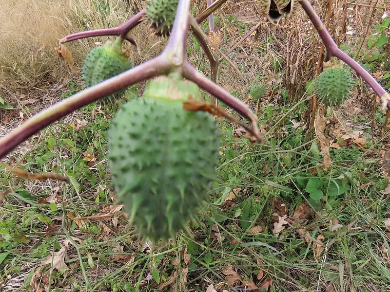Spiky green fruit of thorn apple (Datura stramonium)