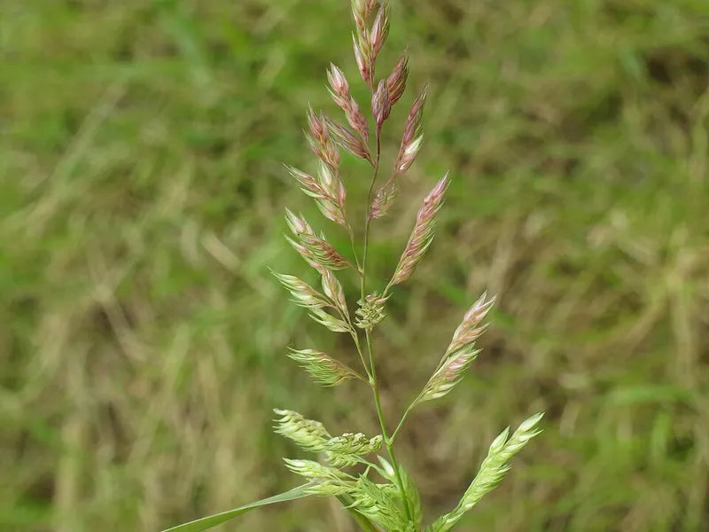 Flowering reed canary grass (Phalaris arundinacea)