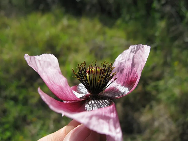 Opium poppy flower